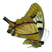 PAPILIO ESPERANZA